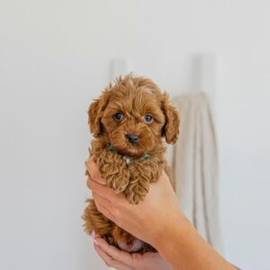 Apricot Cavapoo Puppy for Sale