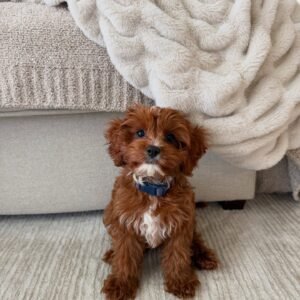Red Cavapoo Puppy for Sale UK