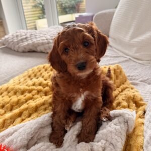 Red Cockapoo Puppy for Sale