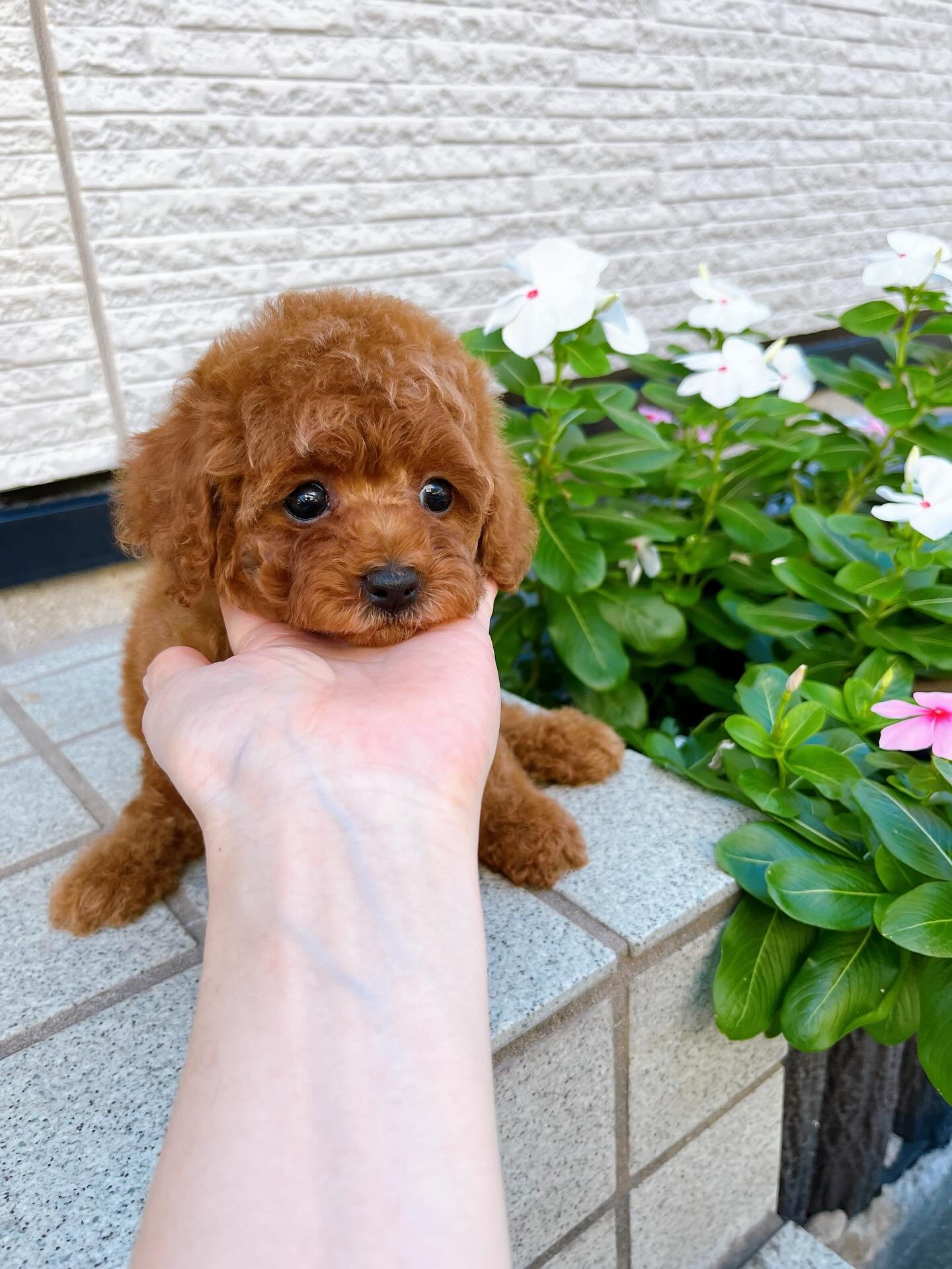Red Female Toy Poodle Puppy for Sale - RUBY - Image 3