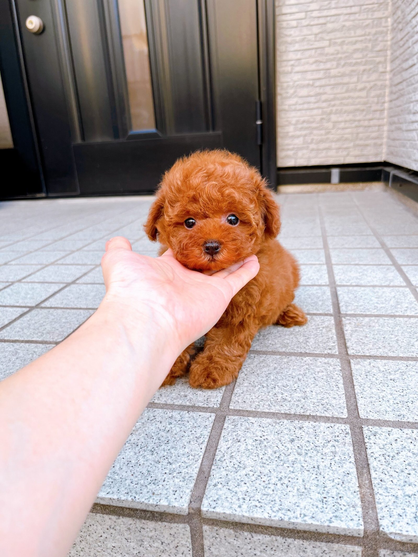 Red Female Toy Poodle Puppy for Sale