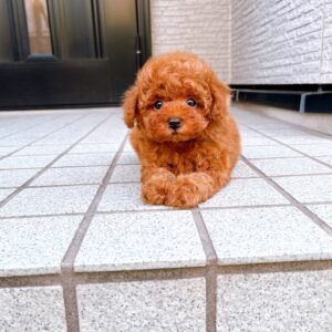 Red Female Toy Poodle Puppy for Sale