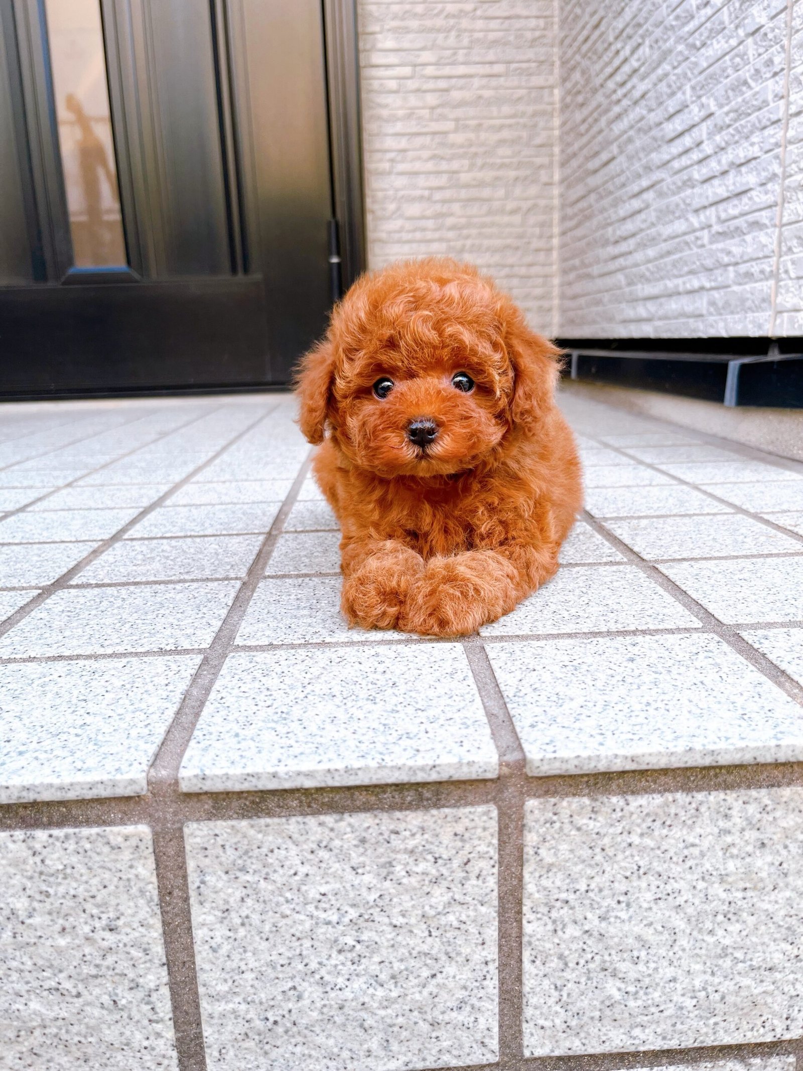 Red Female Toy Poodle Puppy for Sale