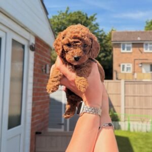 Red Male Cavapoo Puppy for Sale