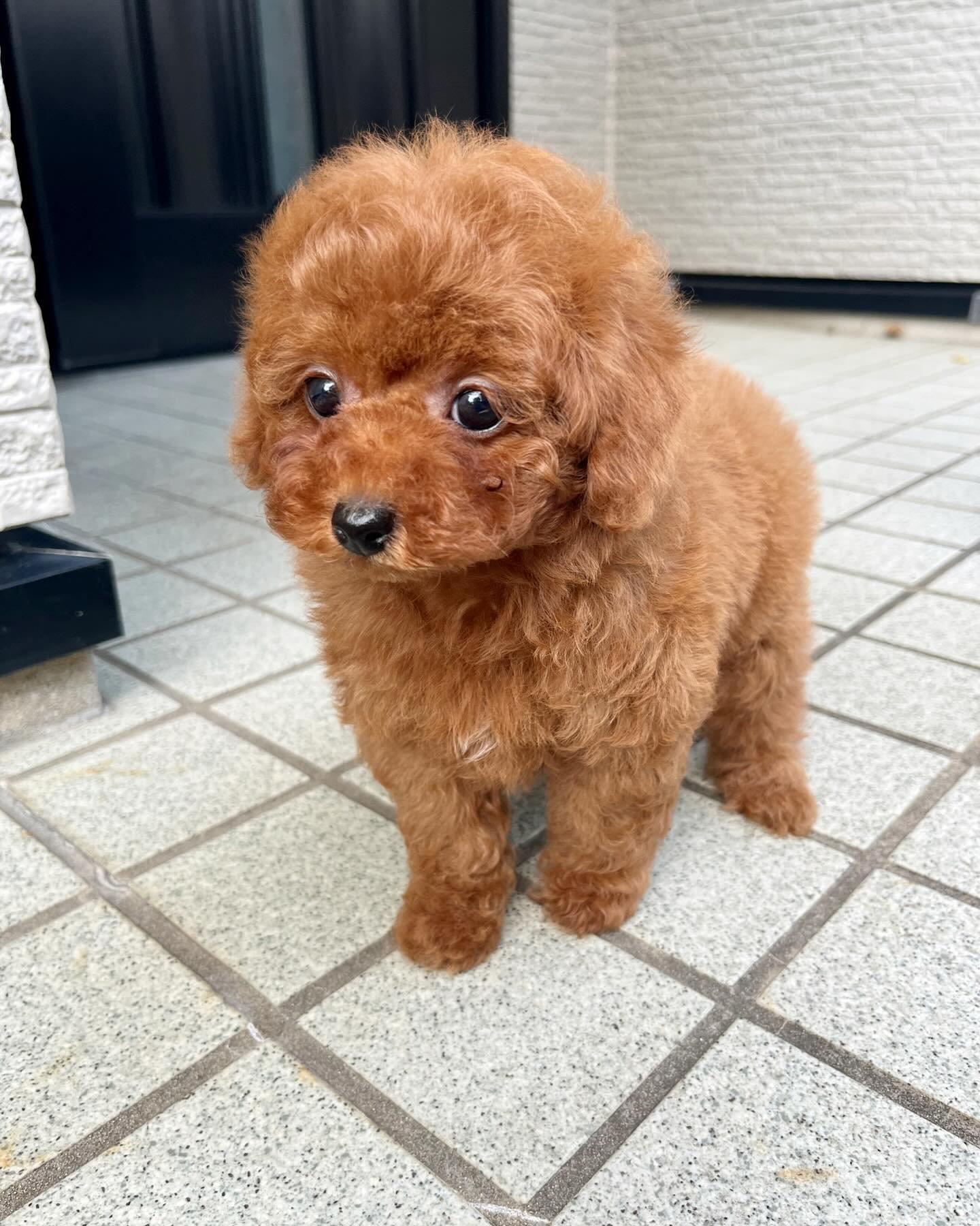 Red Toy Poodle Puppy for Sale UK – RUSTY - Image 2