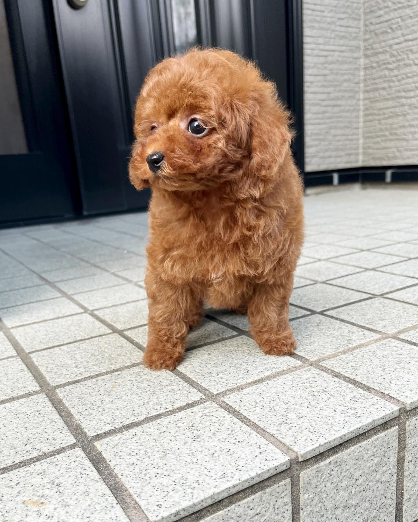 Red Toy Poodle Puppy for Sale UK – RUSTY - Image 3