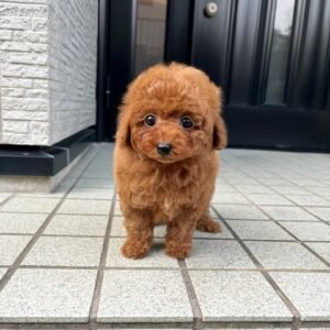 Red Toy Poodle Puppy for Sale