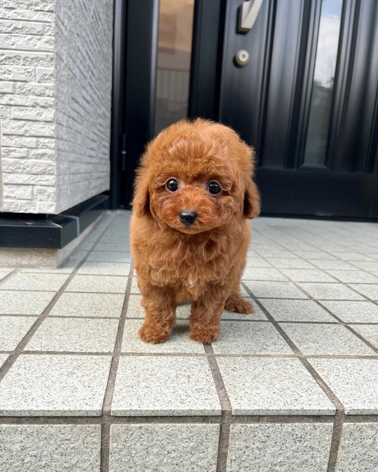 Red Toy Poodle Puppy for Sale