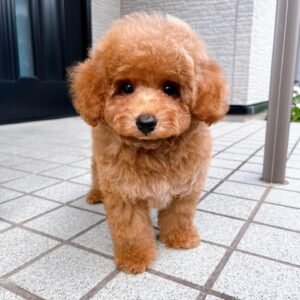 Fluffy Toy Poodle Puppy for Sale