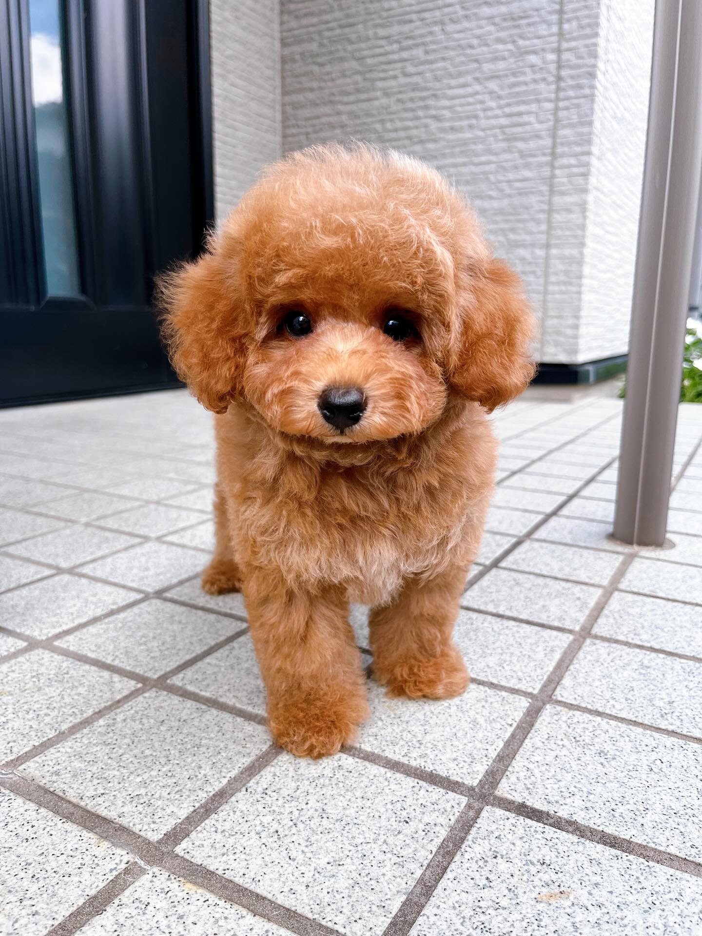 Fluffy Toy Poodle Puppy for Sale