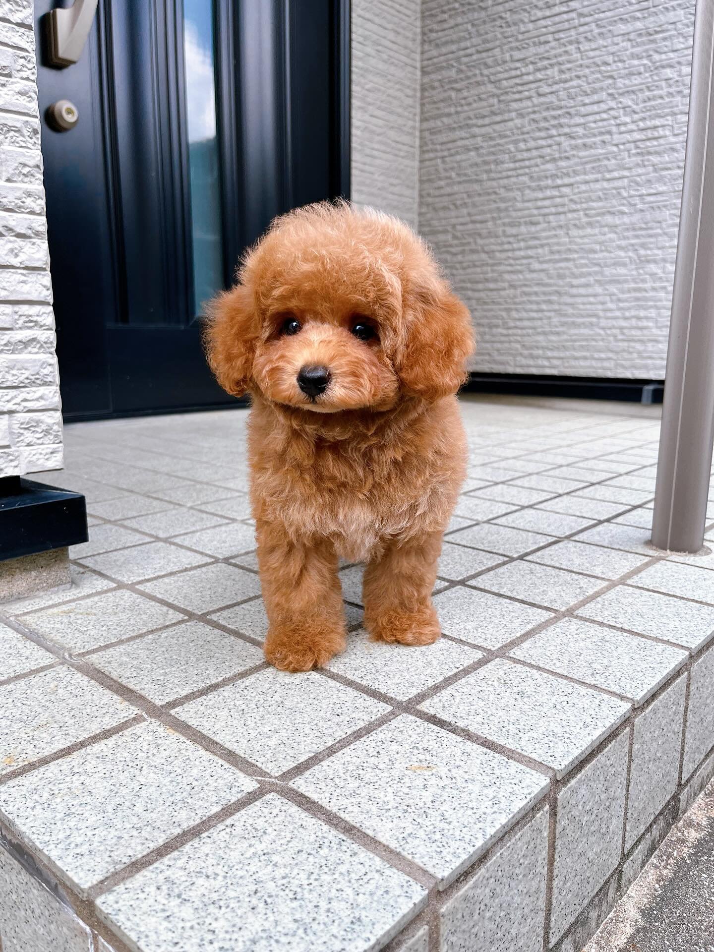 Fluffy Toy Poodle Puppy for Sale - TOBY - Image 2