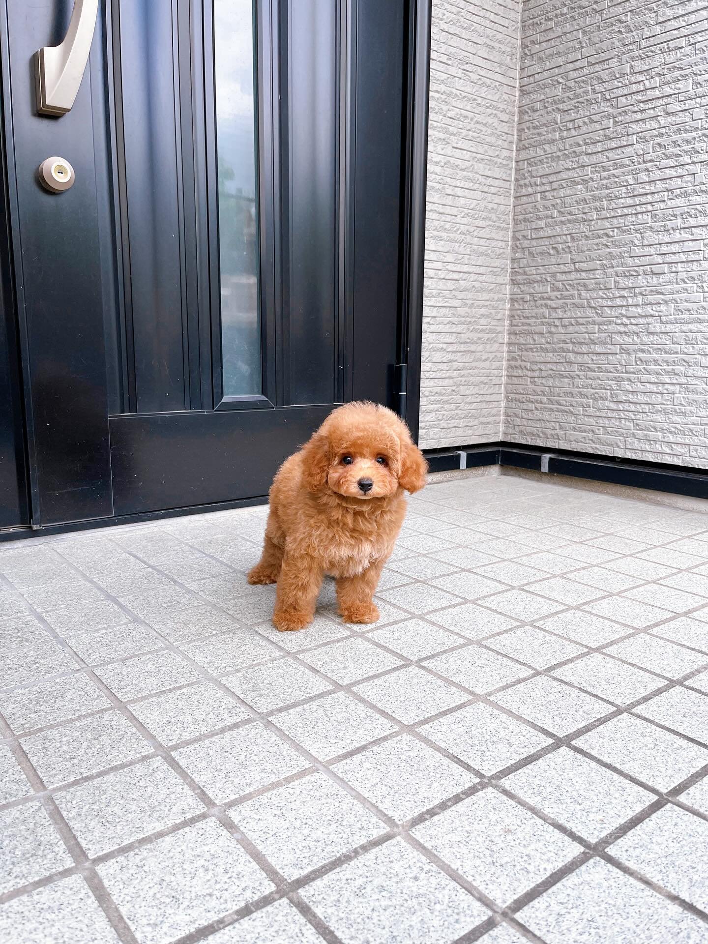 Fluffy Toy Poodle Puppy for Sale - TOBY - Image 3