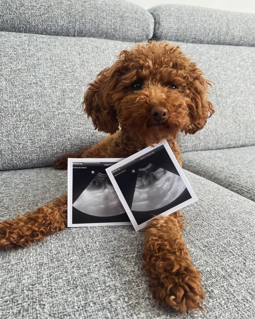 Toy Poodle Parents