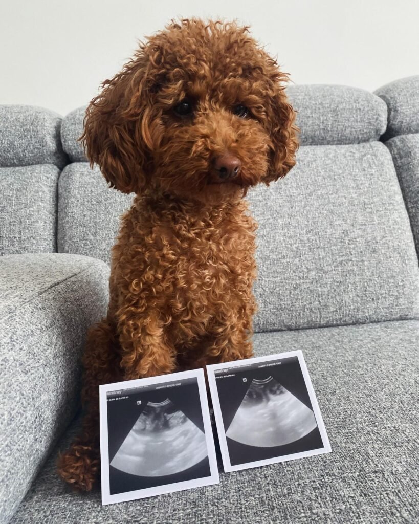 Toy Poodle Parents