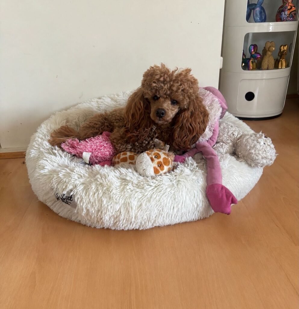 Toy Poodle Parents