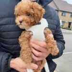 Toy poodle arrival