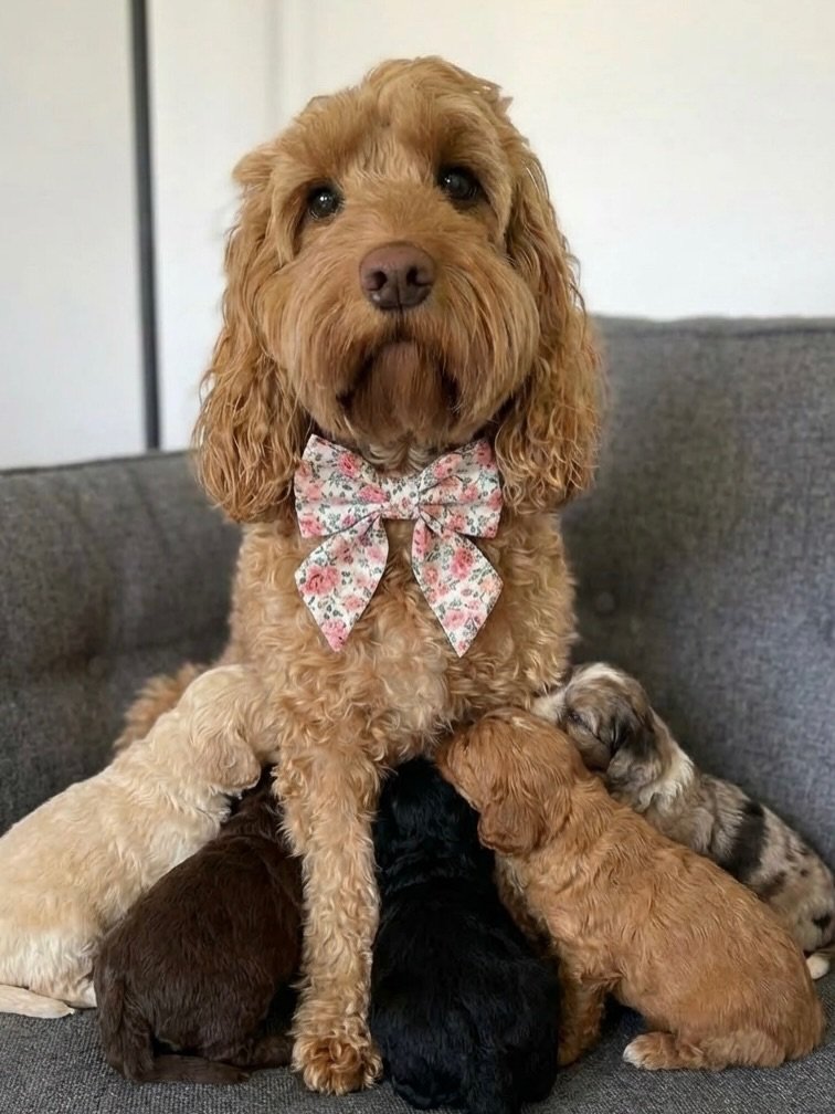 cockapoo-mum-with-puppies.jpg