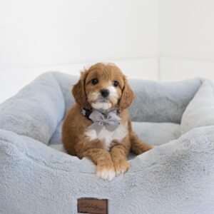 Small Male Cavapoo Puppy for Sale