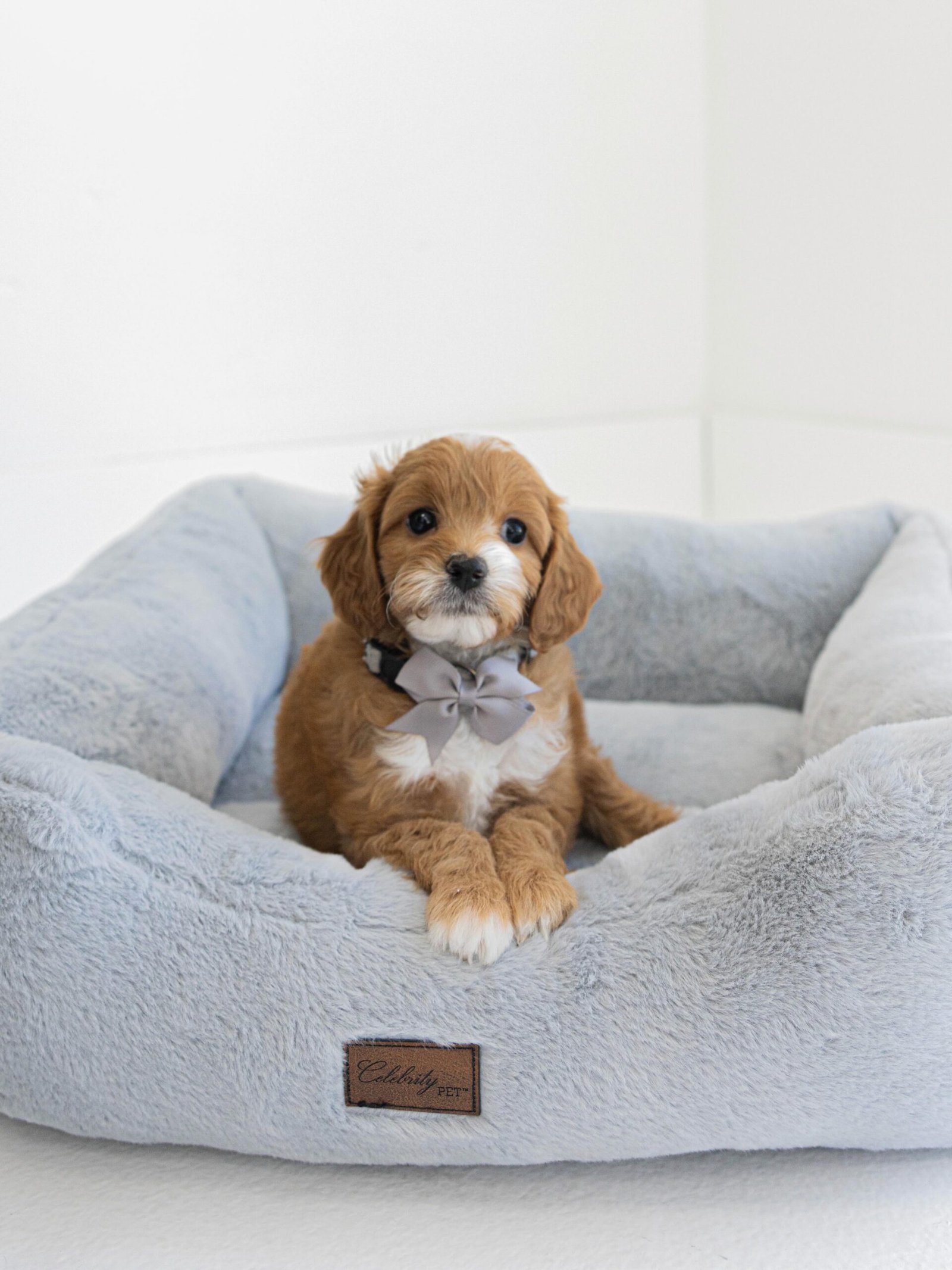Small Male Cavapoo Puppy for Sale