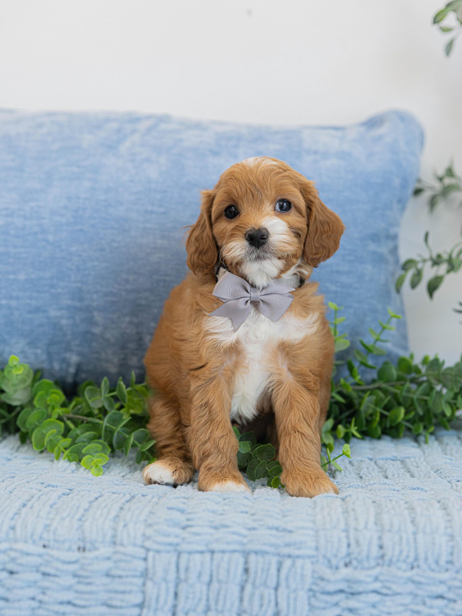 Small Male Cavapoo Puppy for Sale UK – DITTO - Image 4