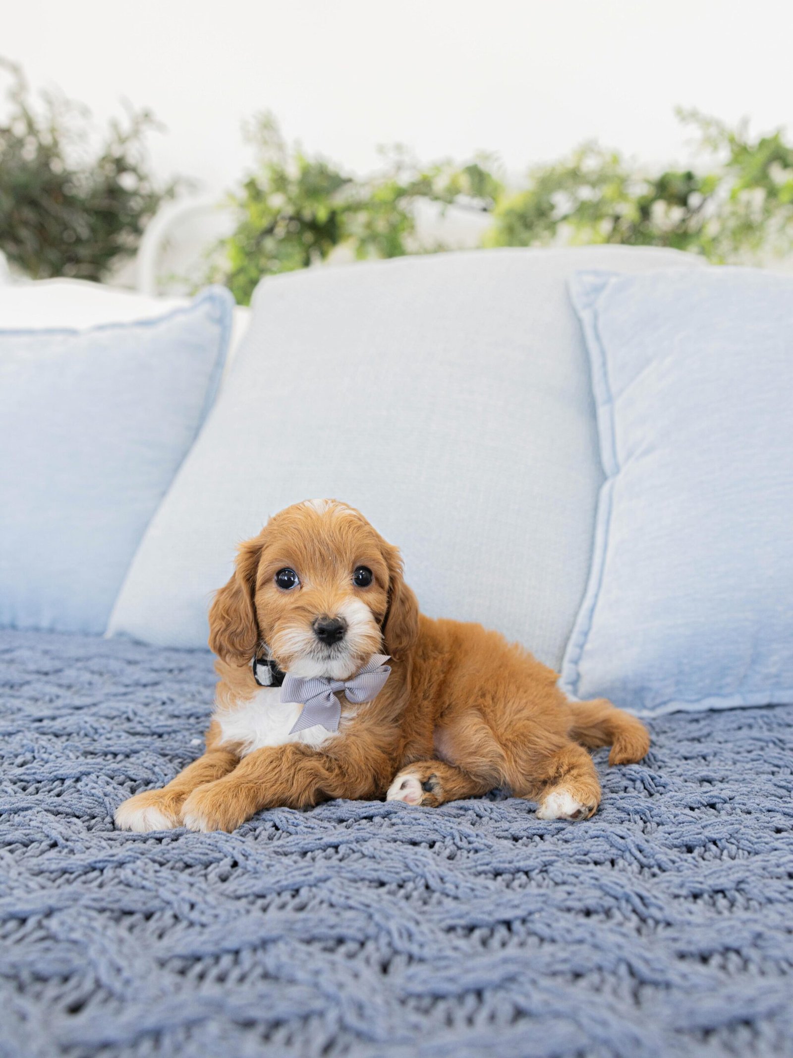 Small Male Cavapoo Puppy for Sale