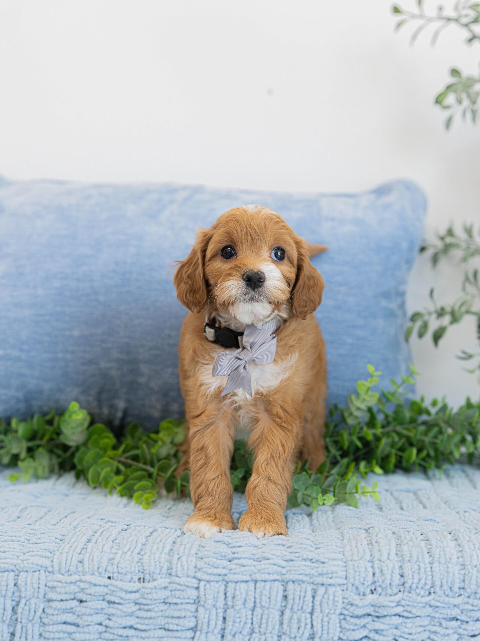 Small Male Cavapoo Puppy for Sale UK – DITTO - Image 2